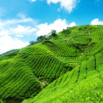 Anti Oksidan Pada Teh Hijau