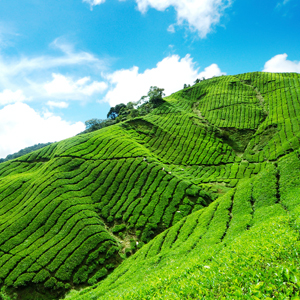 Anti Oksidan Pada Teh Hijau